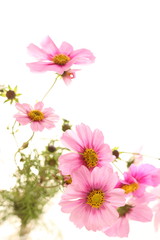 Fototapeta na wymiar autumn flowers, pink cosmos on white background