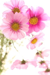 Autumn flower, pink cosmos