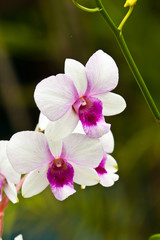 Fototapeta premium beautiful purple orchid
