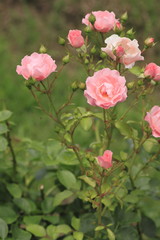 Beautiful  rose in a garden