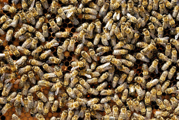 bee