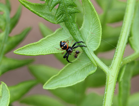 Паук Синаема украшенная (Synaema ornatum)  поймавший муравья