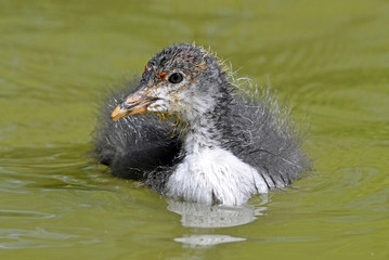 Common Coot Chick