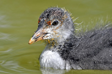 Coot Chick