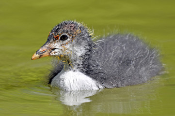 Eurasian Coot Chick