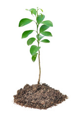 small plant isolated