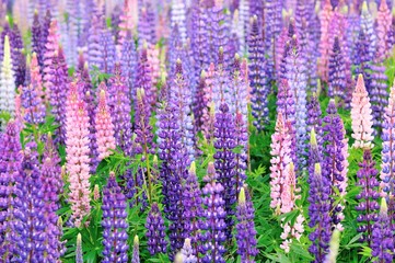 Fototapeta premium Lupine field