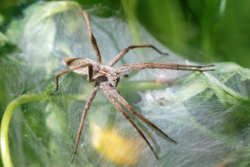 Nursery Web Spider Female