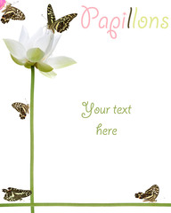 page texte lotus papillons