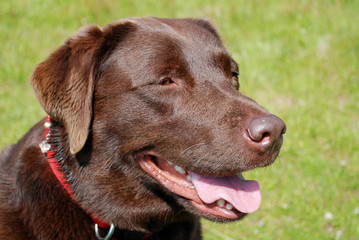 Labrador Dog