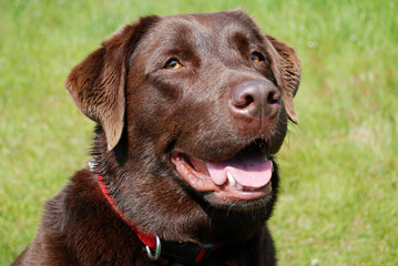 Labrador Dog