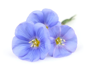 Flax flowers