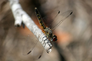 dragonfly