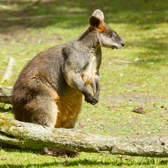 Swamp wallaby in a dutch zoo