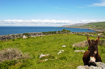 the burren national park county clare, ireland