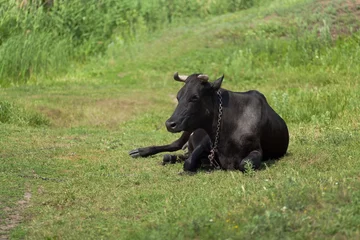 Fond de hotte en verre imprimé Vache Cow lying on pasture