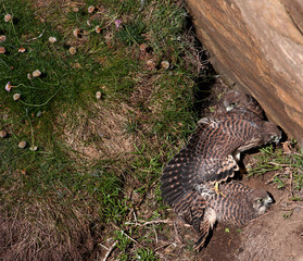 Kestrel Chicks