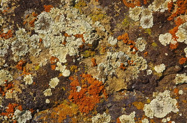 lichen covered on rock - obrazy, fototapety, plakaty
