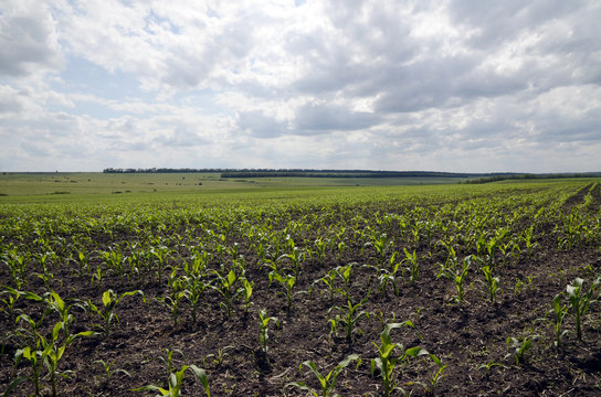 The maize field