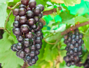 ripening grape clusters on the vine