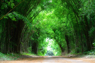 The high bamboo cover the clay road