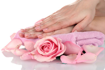Pink rose with hands on white background