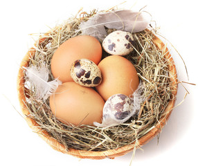 chicken and quail eggs in a nest isolated on white