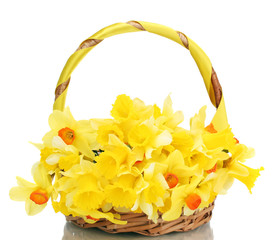 Fototapeta na wymiar beautiful yellow daffodils in basket isolated on white