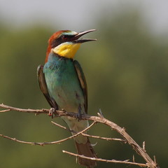 European bee-eater on branch, Merops apiaster