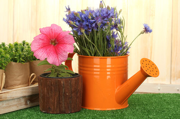 watering can and plants in flowerpots