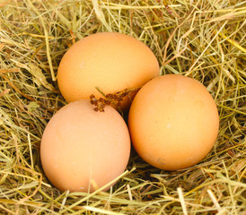 brown eggs in a nest of hay close-up