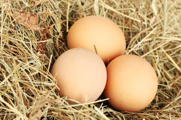 brown eggs in a nest of hay on white background close-up