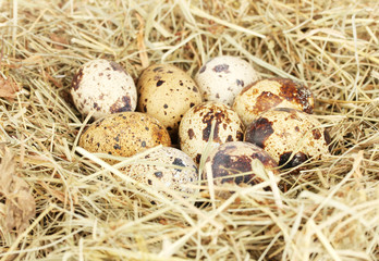 Obraz premium quail eggs in a nest of hay close-up