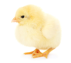 beautiful little chicken isolated on the white