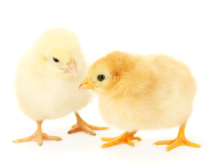 two yellow little chickens isolated on the white