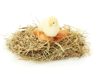 Naklejka na ściany i meble beautiful little chicken and eggs in nest, isolated on the