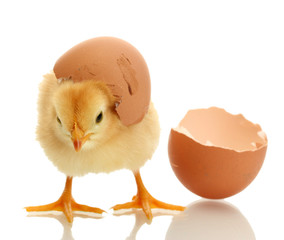 beautiful little chicken and eggshell isolated on the white