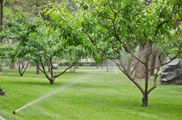 Fototapeta na wymiar peach trees being watered