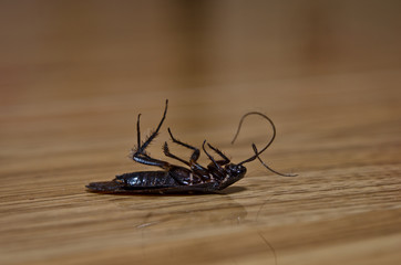 dead roach
