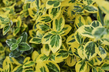 background with leaves