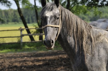 Obraz premium Horse on the farm