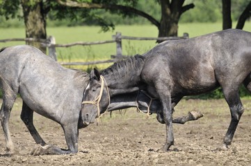 Fototapeta premium Horse fight