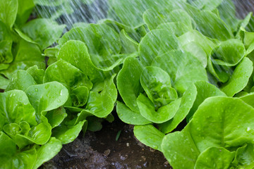 Watering small lettuce plants