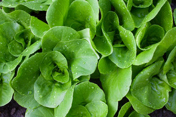 Wet small lettuce plants in full frame
