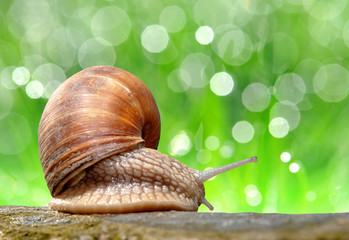 Garden snail (Helix aspersa)