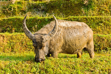 Vietnamese water buffalo