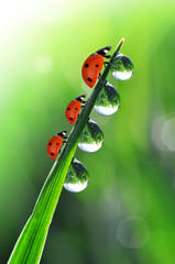 fresh morning dew and ladybirds © vencav