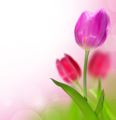 Naklejka premium tulips