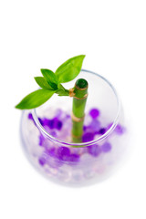 Vase with sprout of bamboo on white