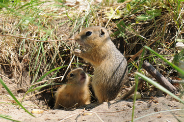Family gophers (Ground Squirrel)